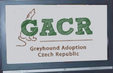 adopce chrtů Greyhound galgo